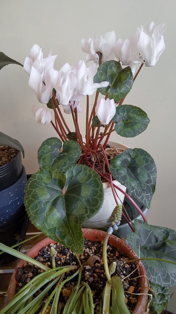 室内の花、ガーデンシクラメンと