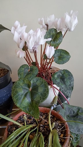 室内の花、ガーデンシクラメンと