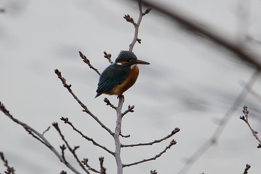 野鳥ポートレート・カワコちゃん紅をさす