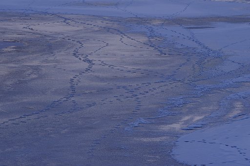 野生の彷徨