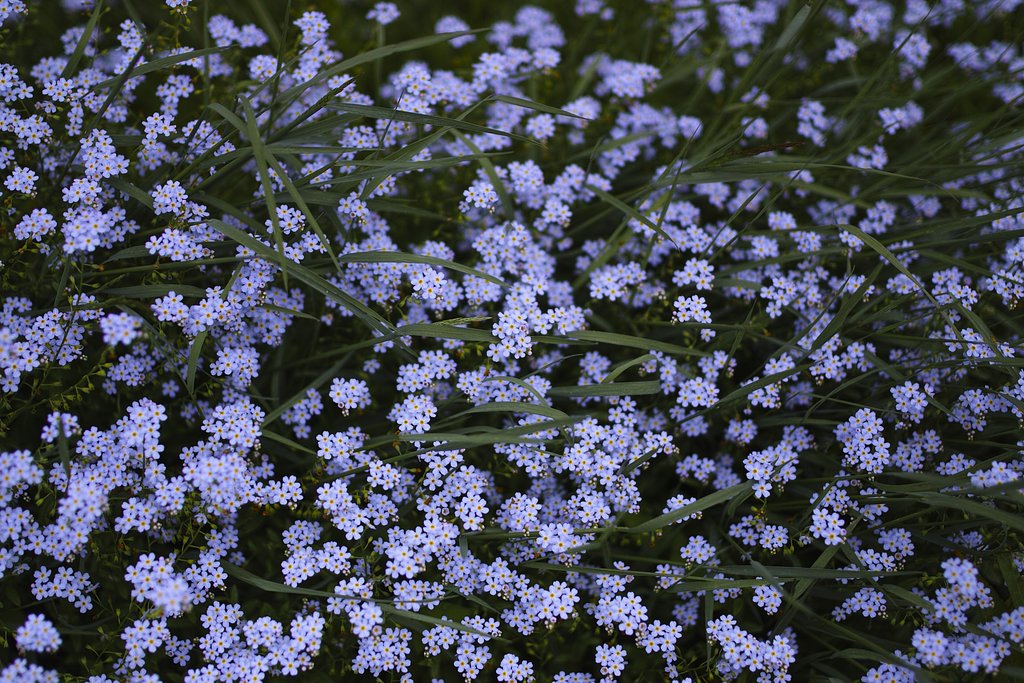 水路の花
