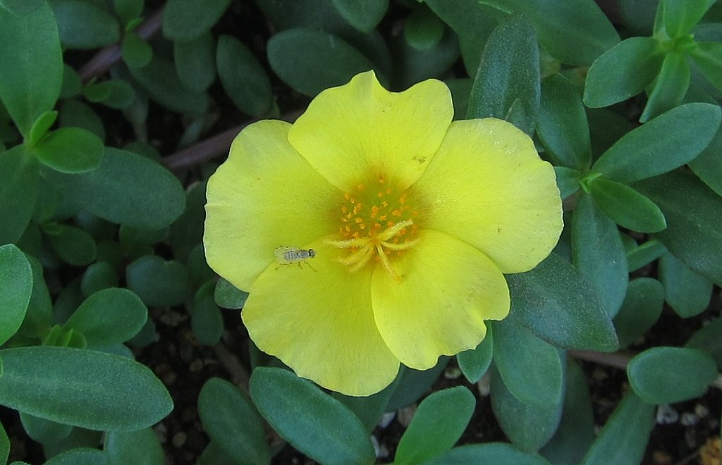 ポーチュラカ