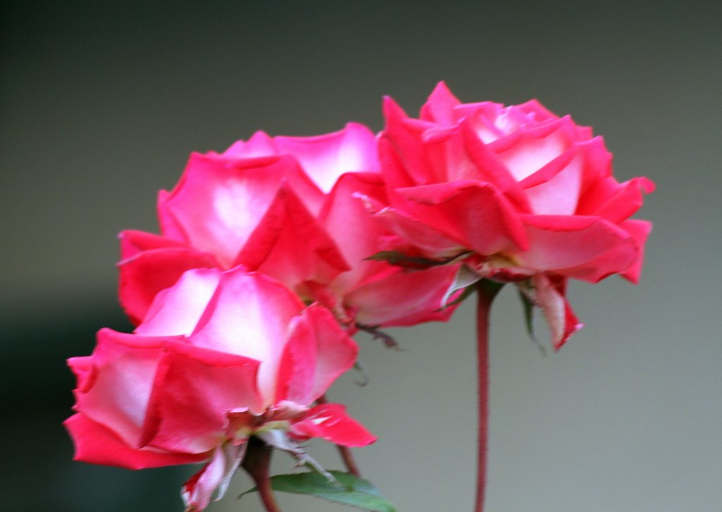 近所のバラの花