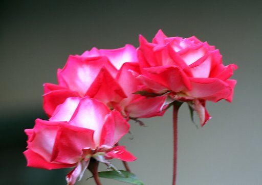近所のバラの花