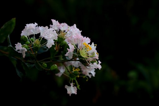 蕊に魅せられて
