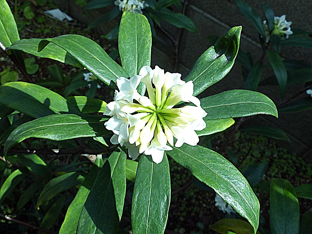 沈丁花
