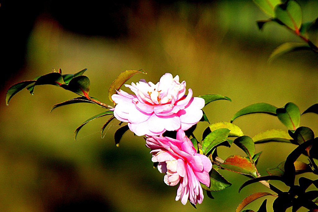 山茶花