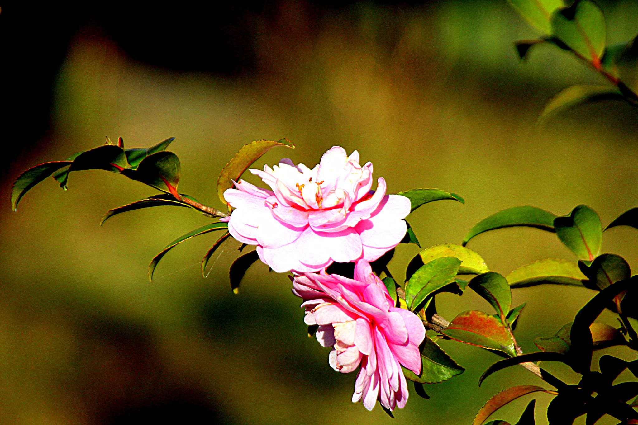山茶花