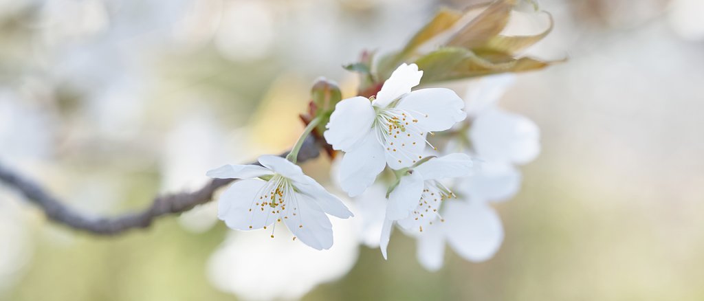 山桜