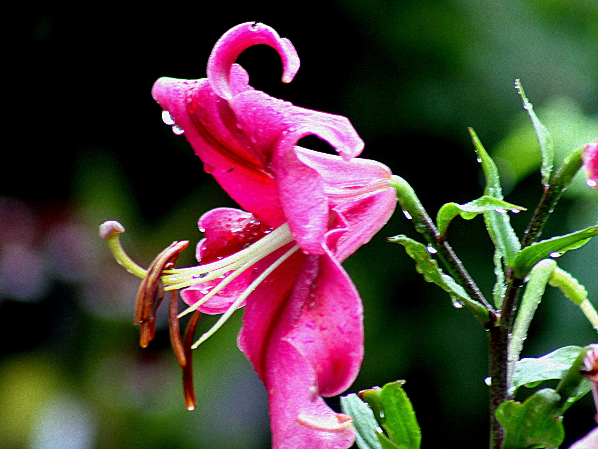 Canon EF75-300mm F4-5.6 Ⅲ　ＵＳＭ