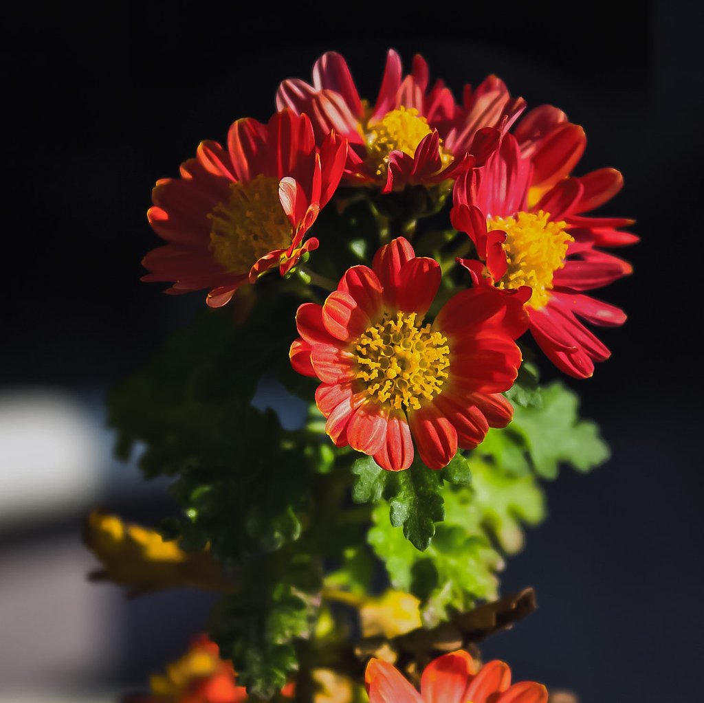 冬の菊