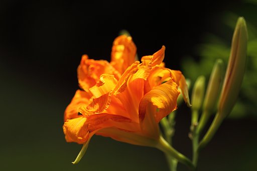 Tamron 90mm f2.8 macro 172E