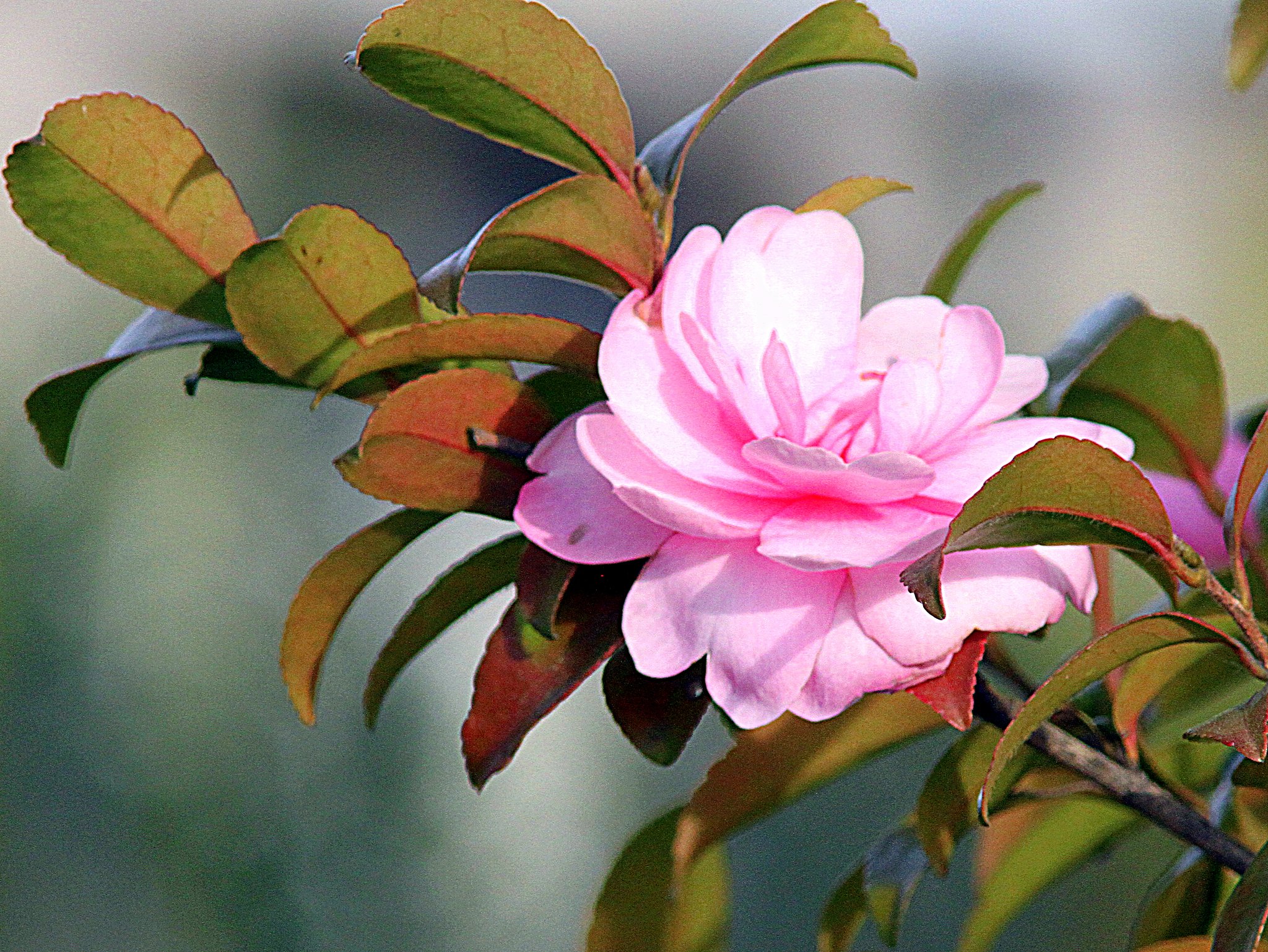Canon EF300mmF4.0L＋EF1.4