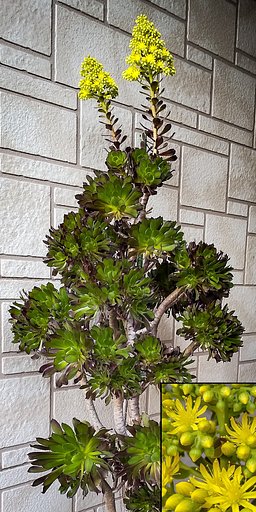 黒法師の花
