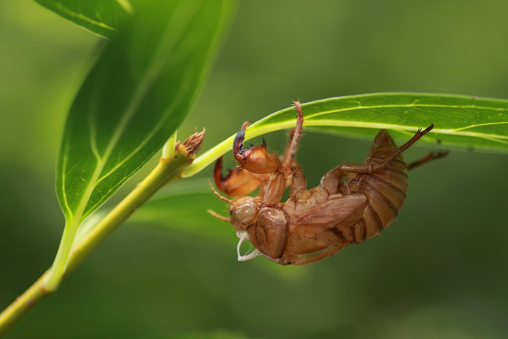 Tamron 90mm f2.8 macro 172E