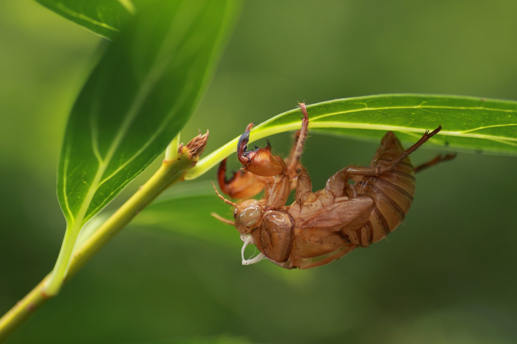 Tamron 90mm f2.8 macro 172E