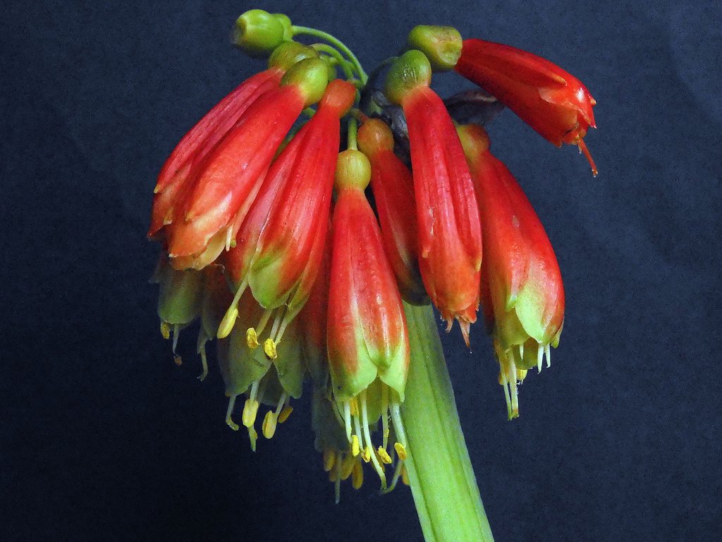 Clivia nobilis