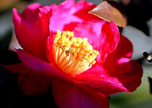 EF-50 F2.5 ConpactMacro＋ConVerter-EF
