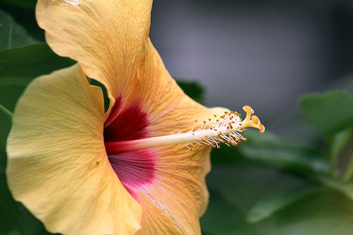 ハイビスカスの蕊