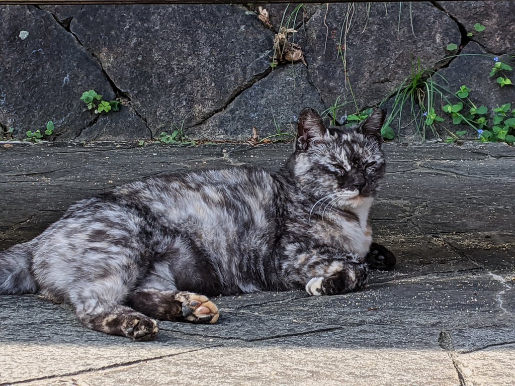 【リバイバル】尾道の猫2