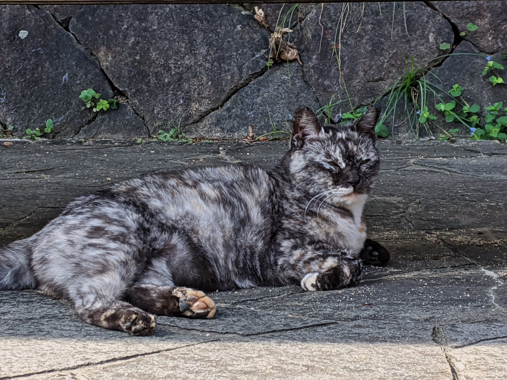 【リバイバル】尾道の猫2