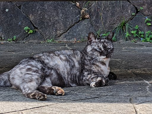 【リバイバル】尾道の猫2