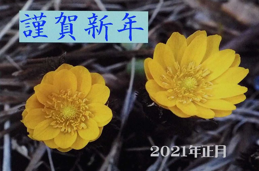 年賀
