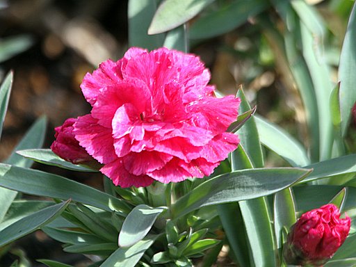赤色の花