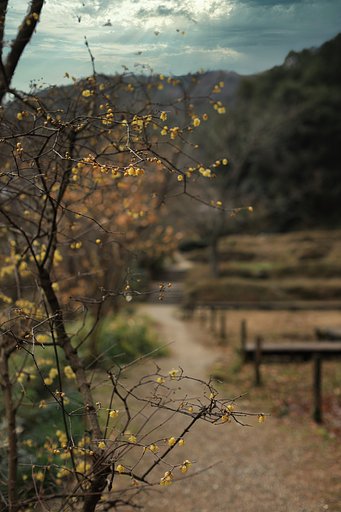 【新春】山里の香り