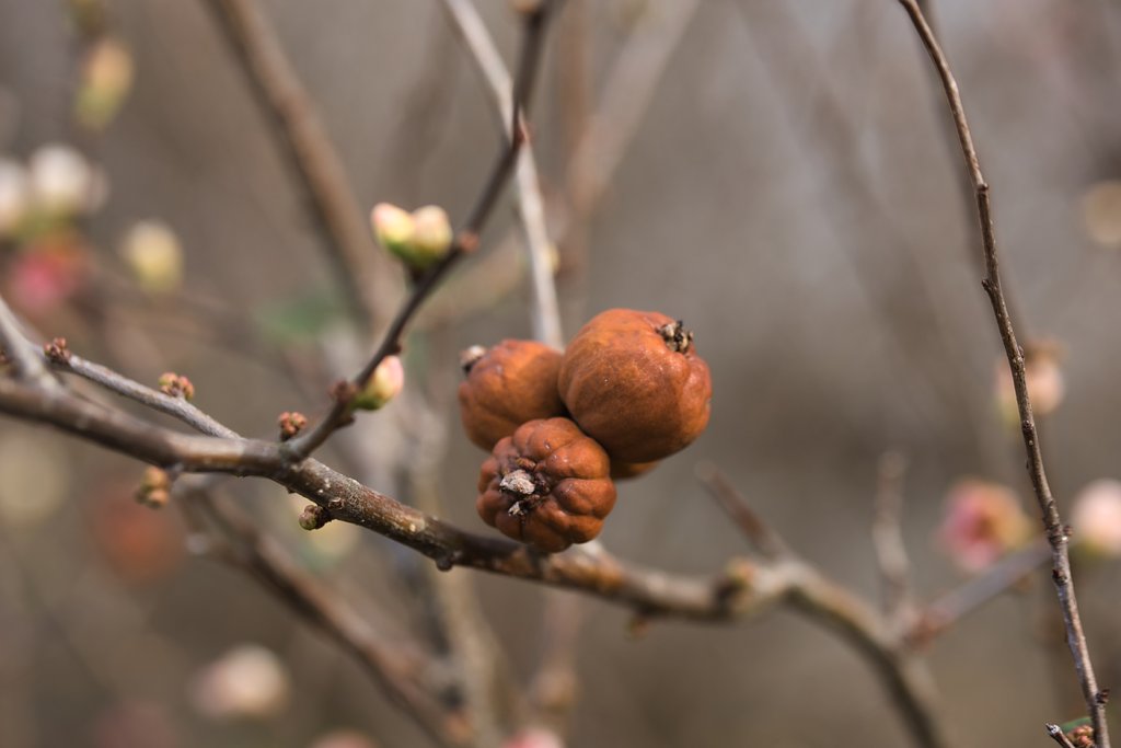【1月に】ボケの実