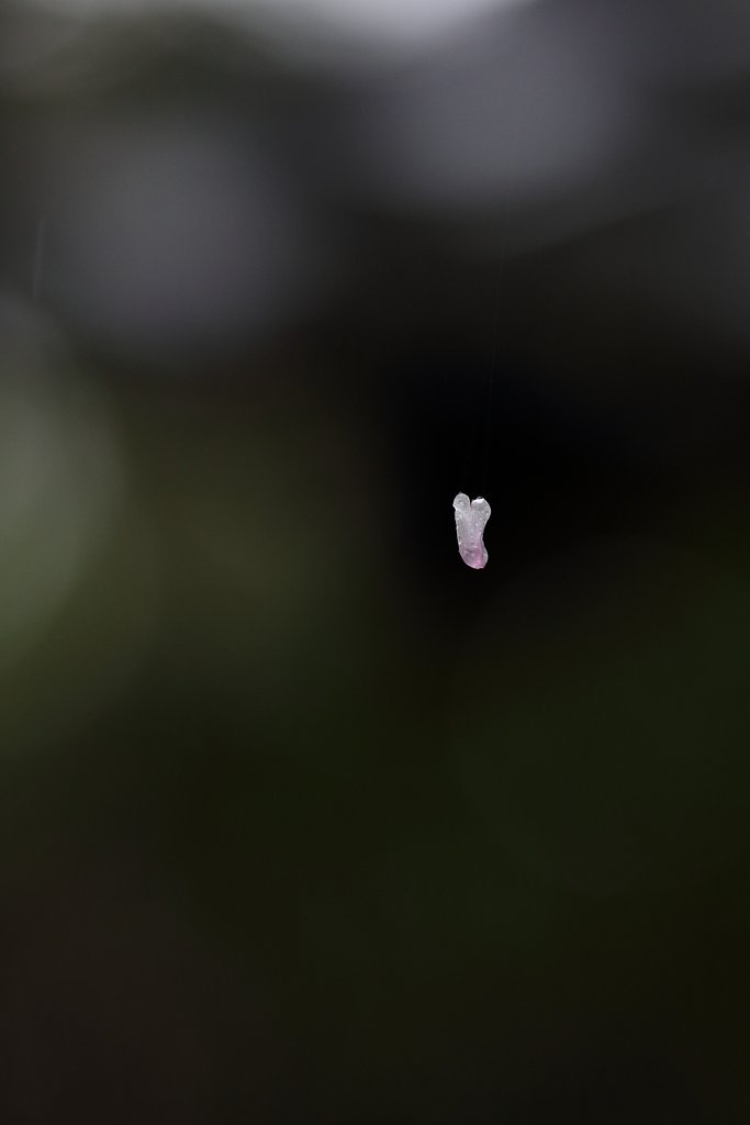 桜舞い散る雨の日