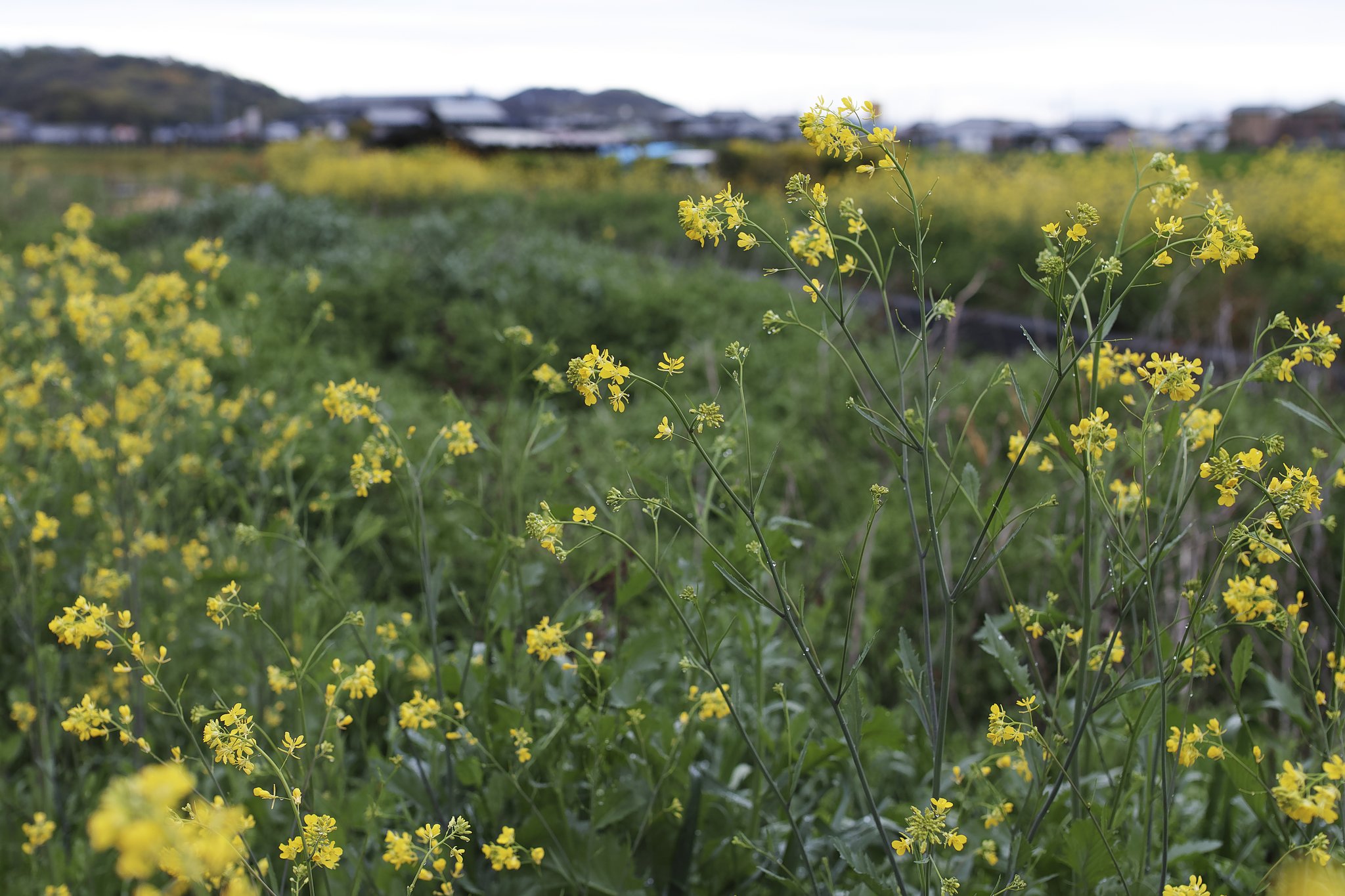 35ミリＦ1.4