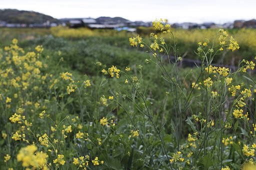 35ミリＦ1.4