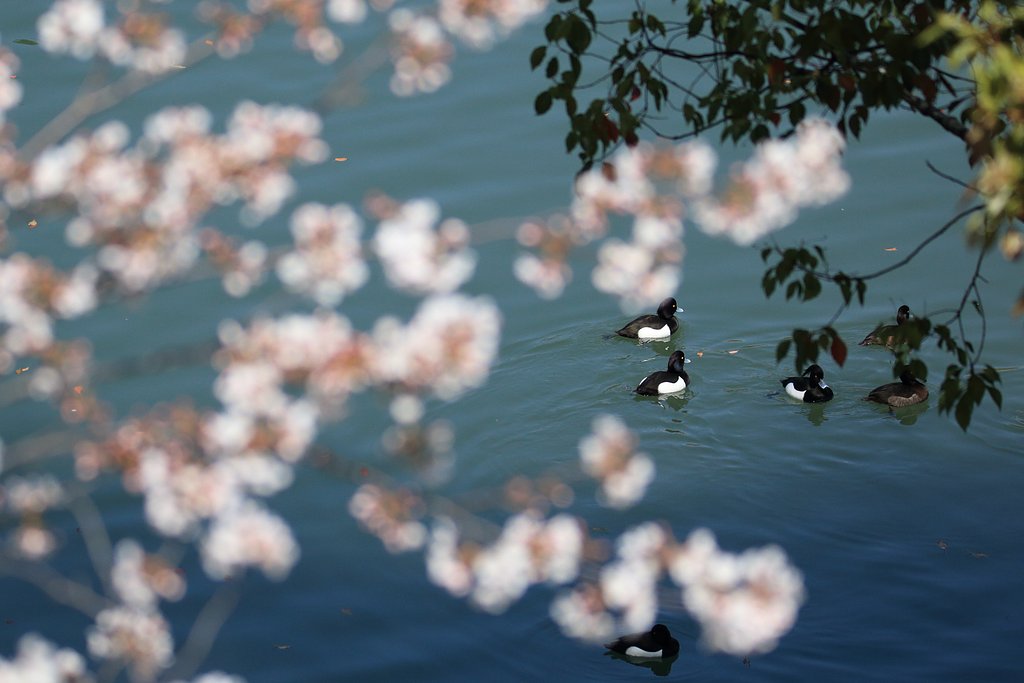 桜シーズンかも