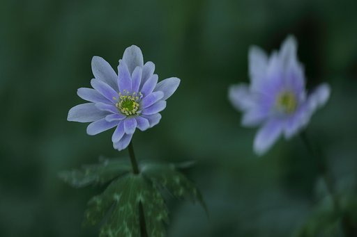 ユキワリイチゲ Ⅱ