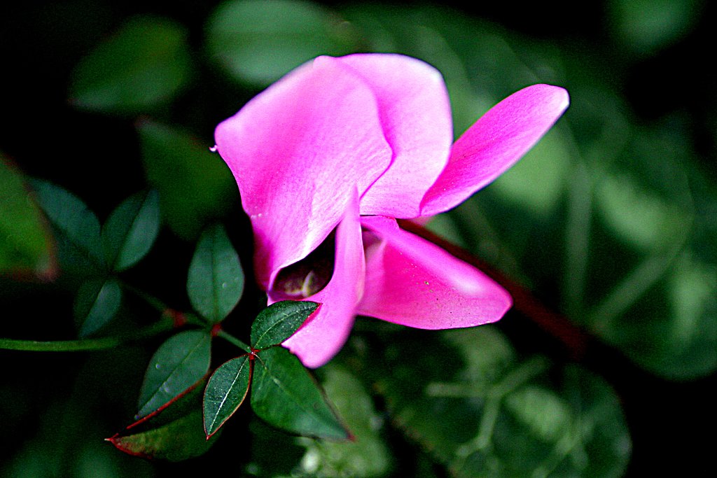 花でレンズテスト