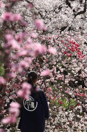 爽やか美人百景・花桃咲く縮景園