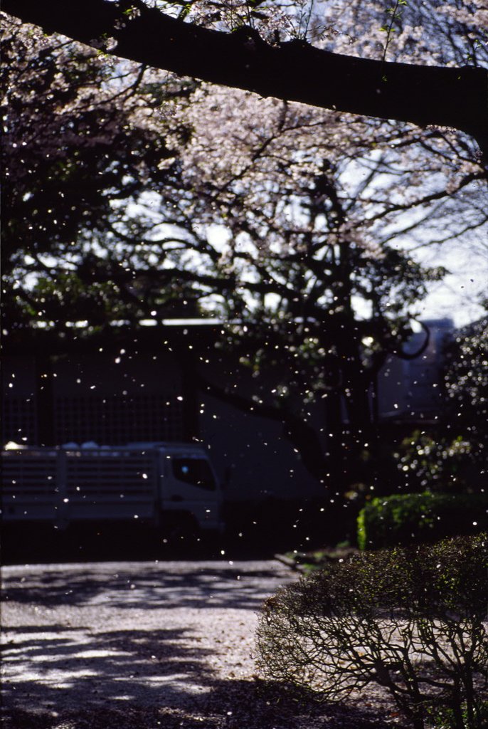 桜吹雪に翻弄された時の記録