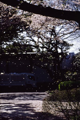 桜吹雪に翻弄された時の記録