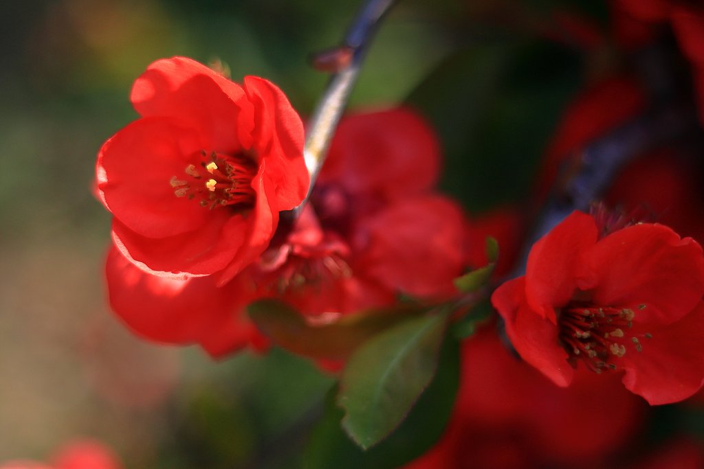 深紅