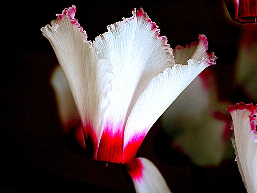 シクラメンの花びらＵＰ