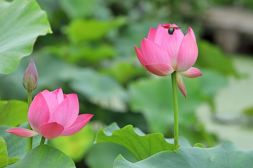 花ハス公園にて(虫)