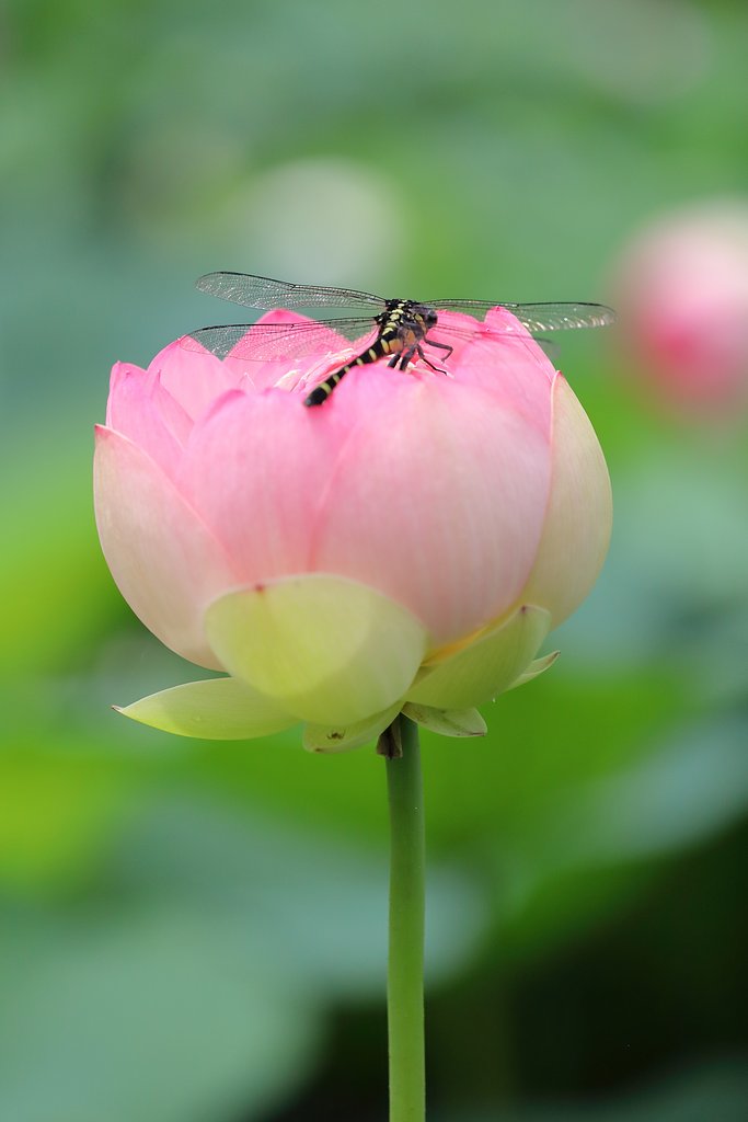 花ハス公園にて (トンボ)