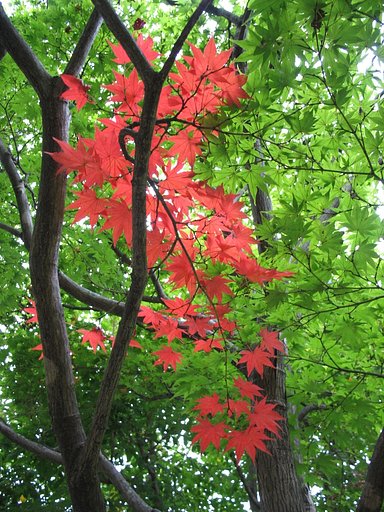 紅葉