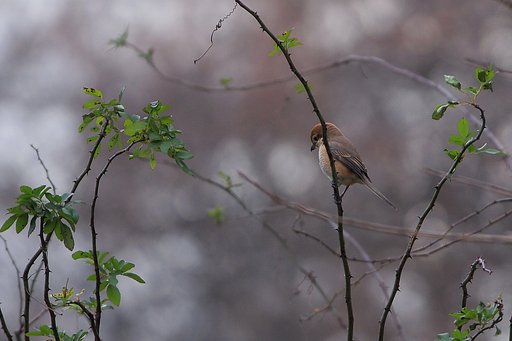 なんだか緑って、いいな
