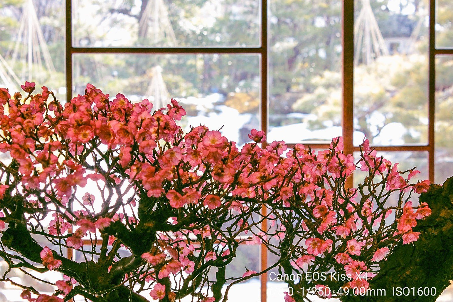 【1月に】満開の紅梅