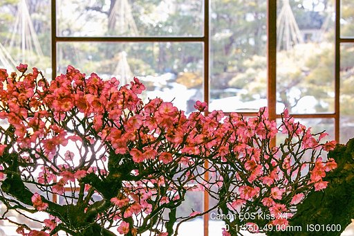 【1月に】満開の紅梅