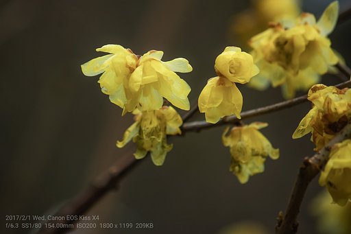 【如月の花】薫る蝋梅