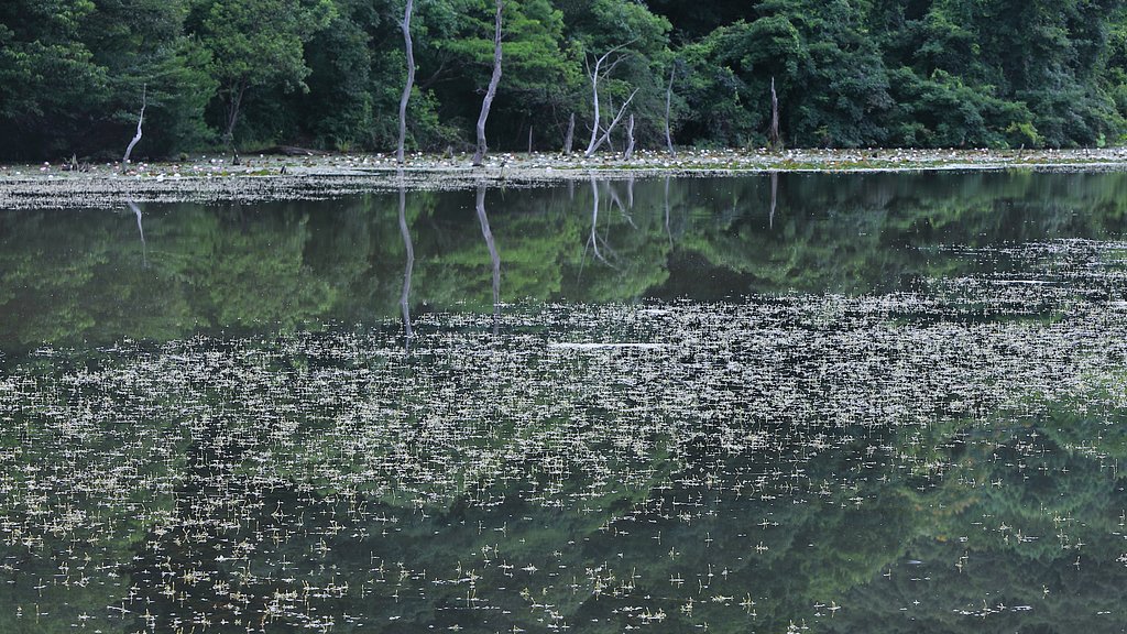 朝の池