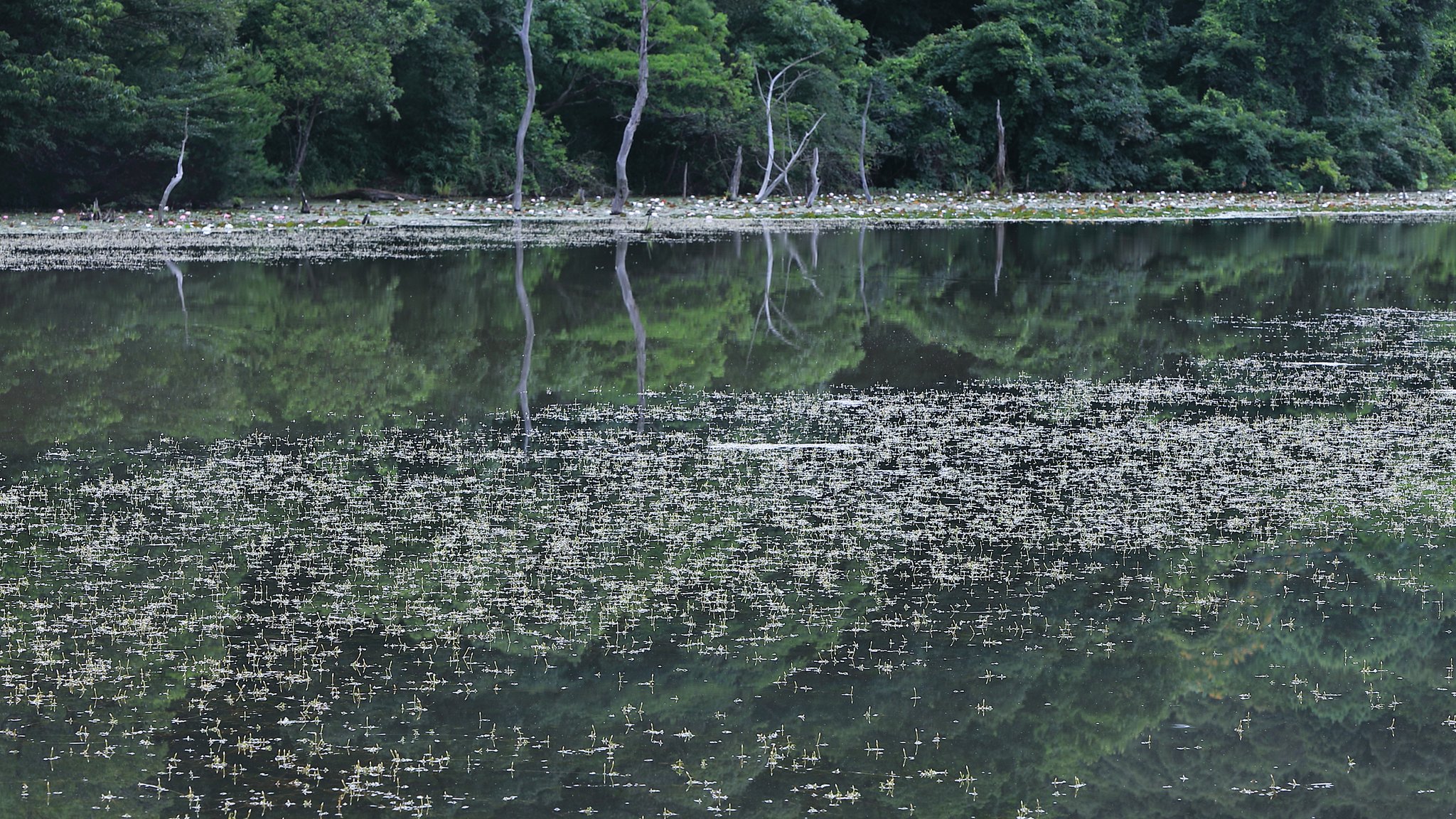 朝の池